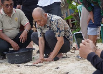 Bupati Andi Lepasliarkan Puluhan Tukik di Karimunjawa
