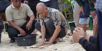 Bupati Andi Lepasliarkan Puluhan Tukik di Karimunjawa