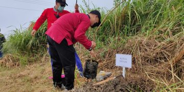 Ratusan Trembesi Hijaukan TPA Berahan