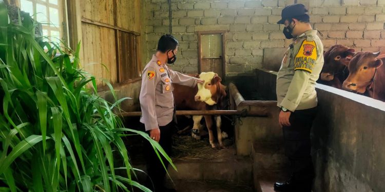 Polres Banjarnegara Lakukan Pengecekan Sapi Kesejumlah Tempat