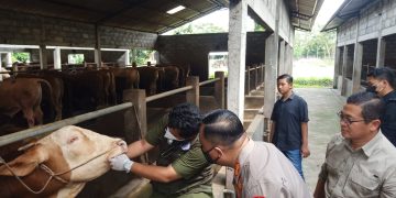 Cegah Wabah Virus PMK, Kapolres Demak Blusukan ke Kandang Ternak