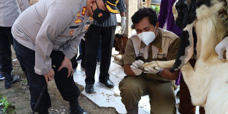 Kembali Blusukan Kandang dan Pasar Hewan, Kapolres Demak Cek Hewan Ternak