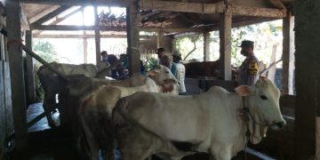 Kapolsek Berikan Edukasi Tentang Penyakit Mulut dan Kuku pada Peternak sapi