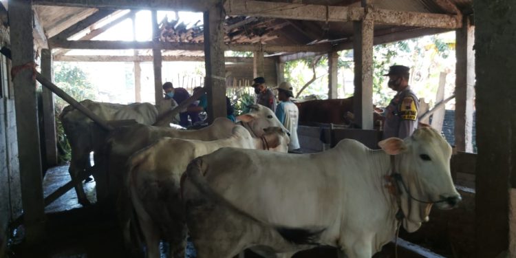 Kapolsek Berikan Edukasi Tentang Penyakit Mulut dan Kuku pada Peternak sapi
