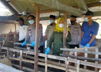 Cegah PMK Kapolsek Demak Kota Bersama Dinas Kesehatan Hewan Cek di Peternakan