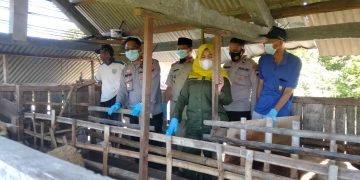 Cegah PMK Kapolsek Demak Kota Bersama Dinas Kesehatan Hewan Cek di Peternakan