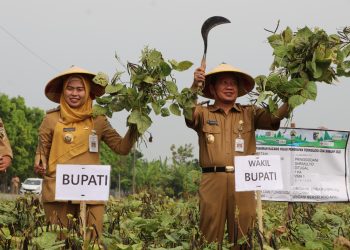 Farmers Field Day (FFD) Komoditas Kacang Hijau Di Desa Sarimulyo Kecamatan Kebonagung