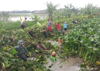 Bersama Warga, Anggota Koramil 09/Karangtengah Bersihkan Eceng Gondok Yang Menghambat Aliran Sungai