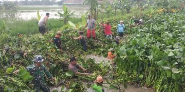 Bersama Warga, Anggota Koramil 09/Karangtengah Bersihkan Eceng Gondok Yang Menghambat Aliran Sungai