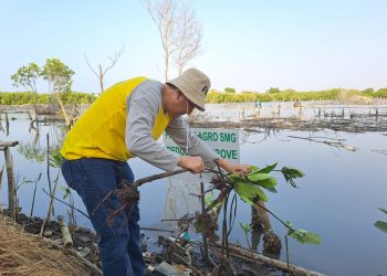 Peduli Ekosistem Pesisir melalui Penanaman Bibit Mangrove oleh FKS Multi Agro