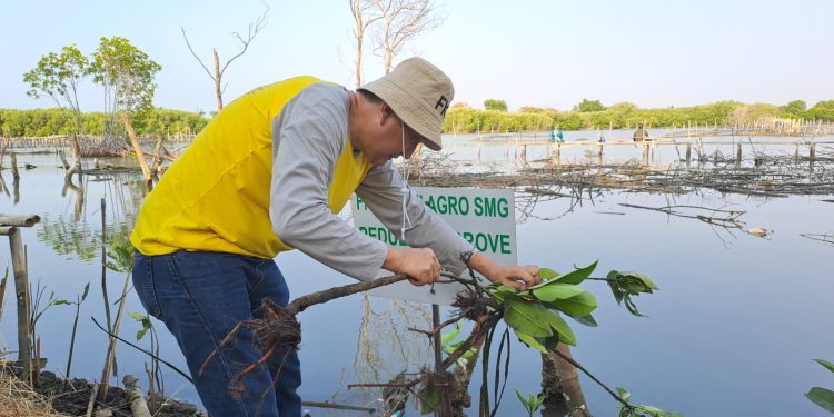 Peduli Ekosistem Pesisir melalui Penanaman Bibit Mangrove oleh FKS Multi Agro