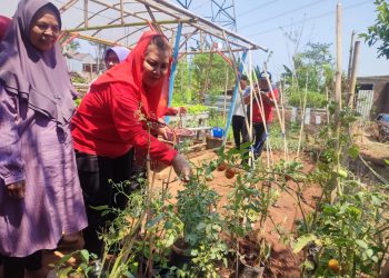 Harga Cabai Naik, Mbak Ita Kembali Ingatkan Masyarakat Pentingnya Urban Farming