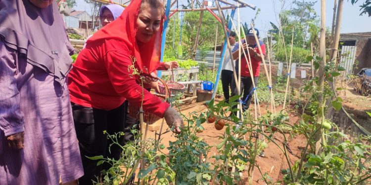 Harga Cabai Naik, Mbak Ita Kembali Ingatkan Masyarakat Pentingnya Urban Farming