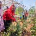 Harga Cabai Naik, Mbak Ita Kembali Ingatkan Masyarakat Pentingnya Urban Farming