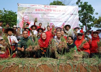 Panen Bawang Merah, Mbak Ita Sukseskan Daulat Pangan