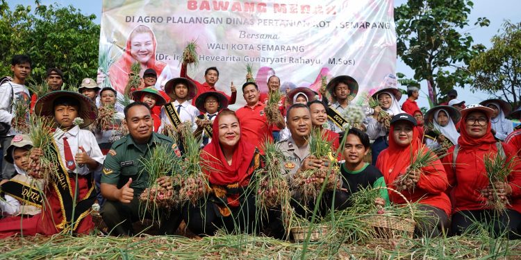 Panen Bawang Merah, Mbak Ita Sukseskan Daulat Pangan