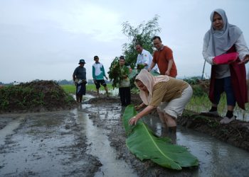 Tanam Padi di Lahan Rob , Pemkot Semarang dan BRIN Implementasikan Hasil Riset Pertanian