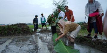 Tanam Padi di Lahan Rob , Pemkot Semarang dan BRIN Implementasikan Hasil Riset Pertanian