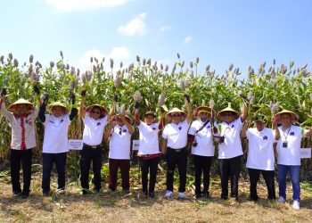 Panen Raya Sorgum di Desa Raji Kecamatan Demak Tandai Sinergi Pemberdayaan Ekonomi Masyarakat