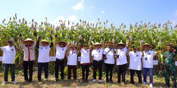 Panen Raya Sorgum di Desa Raji Kecamatan Demak Tandai Sinergi Pemberdayaan Ekonomi Masyarakat