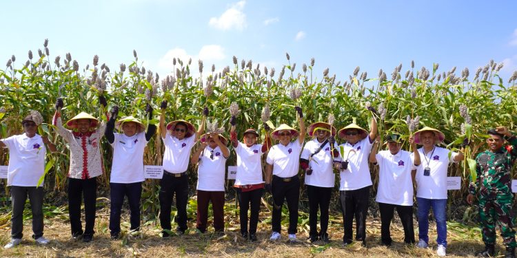 Panen Raya Sorgum di Desa Raji Kecamatan Demak Tandai Sinergi Pemberdayaan Ekonomi Masyarakat