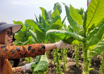 Bupati Panen Raya Tembakau di Mranggen