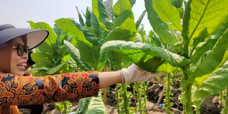 Bupati Panen Raya Tembakau di Mranggen