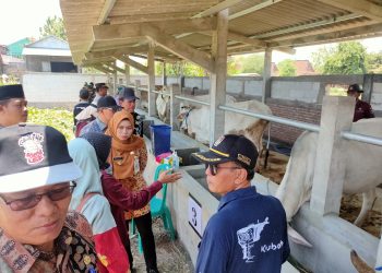 Berikan bantuan sapi bunting bupati berpesan agar dirawat dan tidak dijual