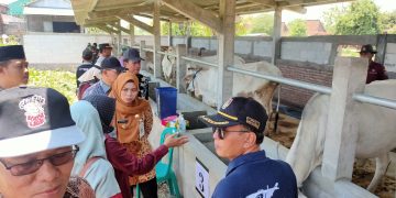 Berikan bantuan sapi bunting bupati berpesan agar dirawat dan tidak dijual