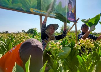 Bupati Lakukan Petik Tembakau Bersama Petani Dalam Panen Raya