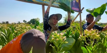 Bupati Lakukan Petik Tembakau Bersama Petani Dalam Panen Raya