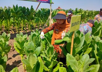 Farm Field Day (FFD) Demplot Tanaman Tembakau Di Desa Teluk Kecamatan Karangawen