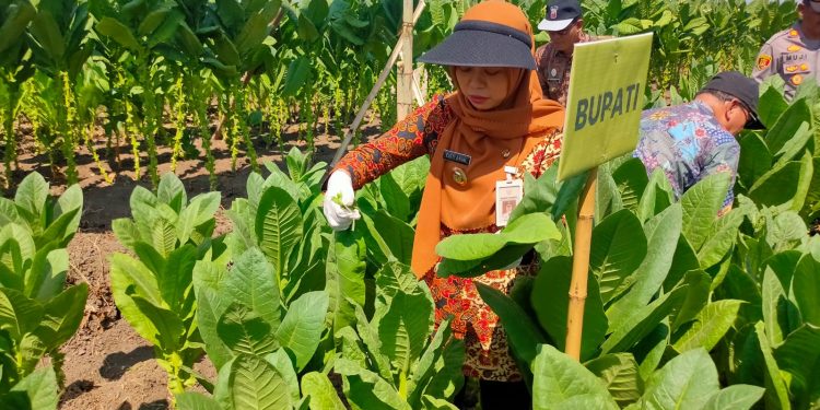 Farm Field Day (FFD) Demplot Tanaman Tembakau Di Desa Teluk Kecamatan Karangawen