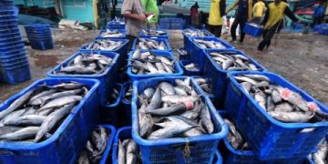 Heri Pudyatmoko Minta Sektor Perikanan Harus Dikembangkan