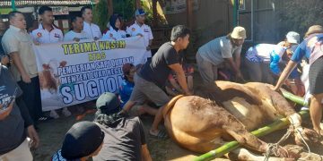 Sapi Kurban Prabowo dan Menlu Sugiono untuk Warga Salatiga