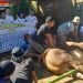 Sapi Kurban Prabowo dan Menlu Sugiono untuk Warga Salatiga