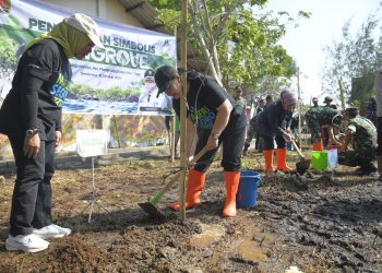 Sukseskan Program Mageri Segoro, Wali kota Semarang, Agustina Wilujeng Gerakkan Tanam Cemara Laut di Pesisir Semarang