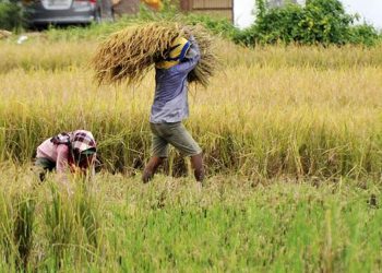 Jateng Surplus 1,5 Juta Ton Beras, Heri Pudyatmoko: Momentum Wujudkan Kedaulatan Pangan