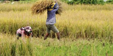 Jateng Surplus 1,5 Juta Ton Beras, Heri Pudyatmoko: Momentum Wujudkan Kedaulatan Pangan