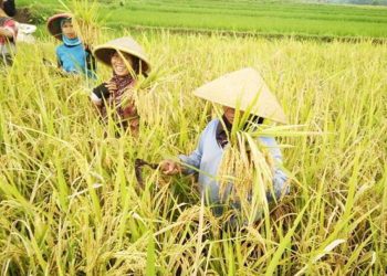 Wakil Ketua DPRD Jateng Ingatkan Bahaya Alih Fungsi Lahan bagi Ketahanan Pangan