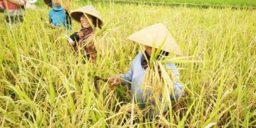 Wakil Ketua DPRD Jateng Ingatkan Bahaya Alih Fungsi Lahan bagi Ketahanan Pangan
